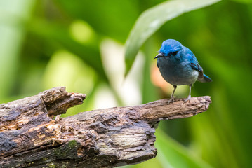  Pale Blue Flycatcher-blue bird
