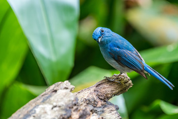  Pale Blue Flycatcher-blue bird