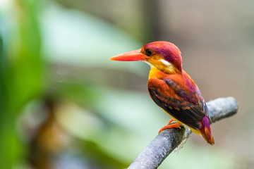  Rufous-backed adult Kingfisher perched