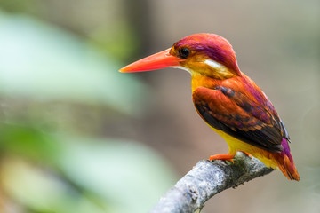  Rufous-backed adult Kingfisher perched and resting
