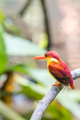  Rufous-backed adult Kingfisher perched and resting
