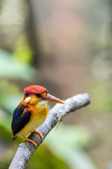  Rufous-backed baby Kingfisher bird perched and looking