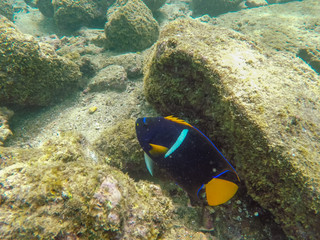 underwater shot of a king angelfish at isla bartolome in the galapagos