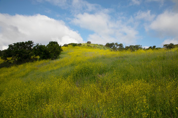 Hiking through the Limestone Canyon Regional Park after a rainy season