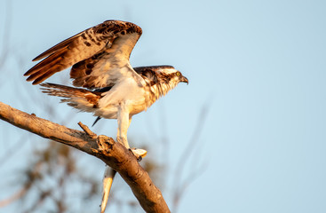 Osprey in a tree with a fish taking off