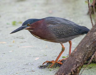 Green heron hunting for food in a pond