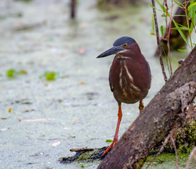 Green heron hunting for food in a pond