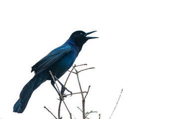 Boat tailed grackle is blue in the sunlight