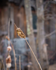 Cattails 