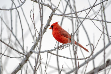 Male cardinal sitting in a tree in winter