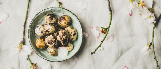Easter holiday Spring mood flat-lay with quail eggs in blue ceramic bowl and blooming branches of almond tree with white flowers over light gray linen tablecloth, top view, wide composition