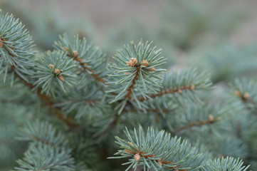 Naklejka na ściany i meble branch of a pine tree