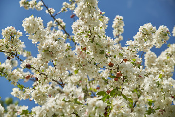 Tiges de pommier &agrave; baies dans le ciel