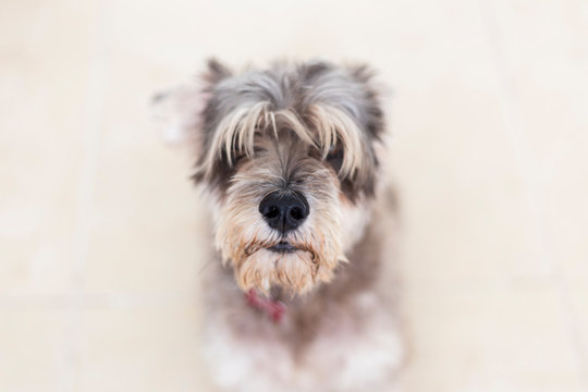 Schnauzer sitting on a beige floor in a portrait actitude