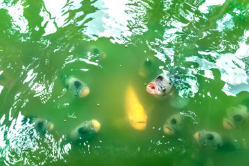 Kindly feeding carp fish in pond which rich of chlorella.
