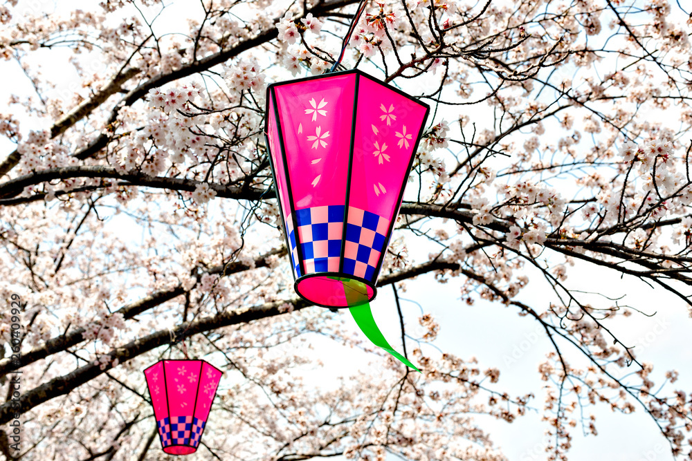 Wall mural lantern with cherry blossoms in japan