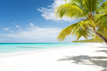 White sandy beach with sea and palms
