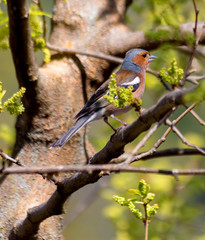 finch bird on a tree in spring season