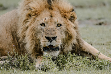 portrait lion in ngorongoro