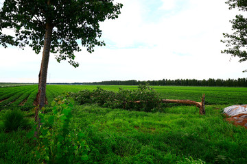 The trees make winds blow down