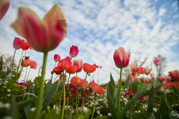 Tulipe et pavot dans les nuages