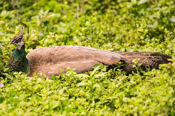Florida Wildlife Photography.