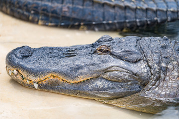 Florida Wildlife Photography.
