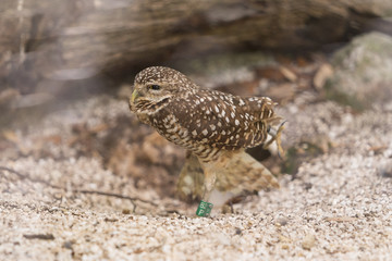 Florida Wildlife Photography.