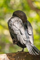 Florida Wildlife Photography.