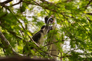 Florida Wildlife Photography.