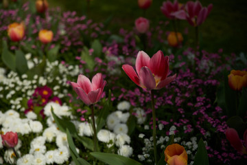 Tulipes au grand coeur