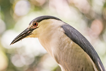 Florida Wildlife Photography.