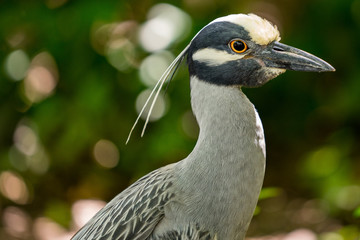 Florida Wildlife Photography.