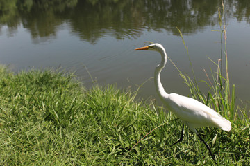 great blue heron in water