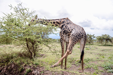 giraffe in National park in African