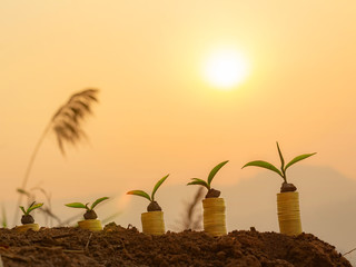 Plant on coins with sunrise background, growing money concept, finance and investment concept