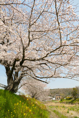 土手に咲く満開の桜
