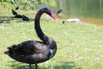 Obraz premium swan on grass