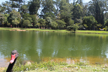 swan on lake