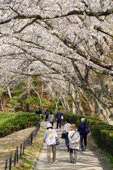 Obraz premium 歩道を歩く花見客と桜