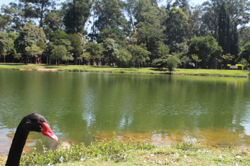 swan on lake