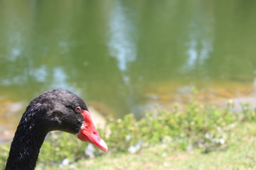 black swan
