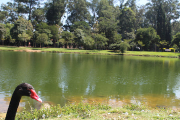 swan on lake