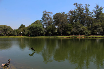 lake in the park
