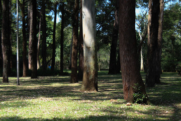 morning in the forest