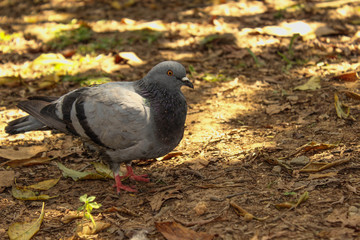 pigeon in park