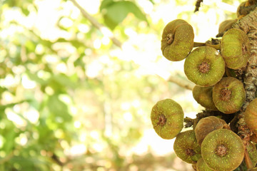 sunflower in the garden