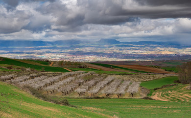 Fototapeta na wymiar campos de cultivo en La Rioja, Spain