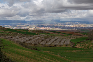 Fototapeta na wymiar campos de cultivo en La Rioja, Spain 