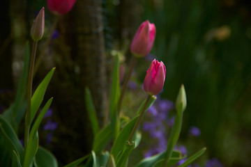 Tulipes Fushia